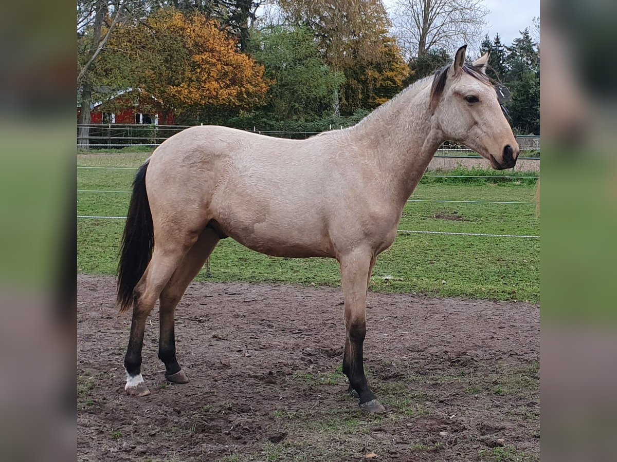 Berber-Arabier Hengst 1 Jaar Buckskin in Ratekau