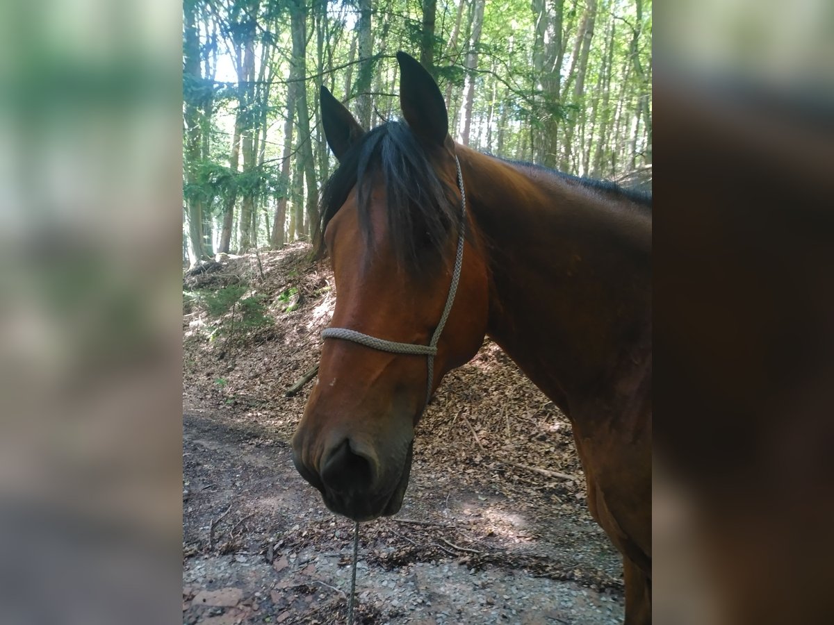 Berber Gelding 14 years 15,2 hh Brown in Oberzent