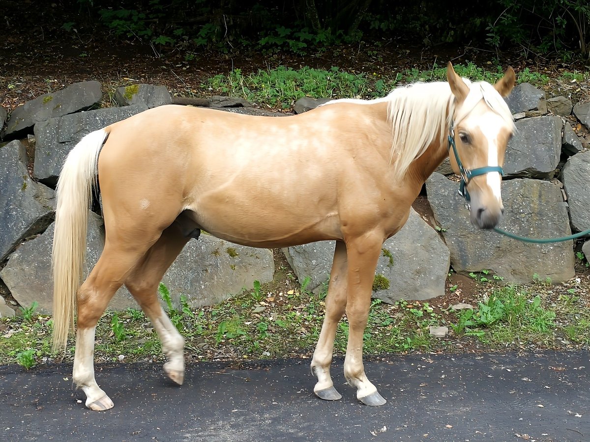 Berber Gelding 2 years 15,1 hh Palomino in Bad Endbach