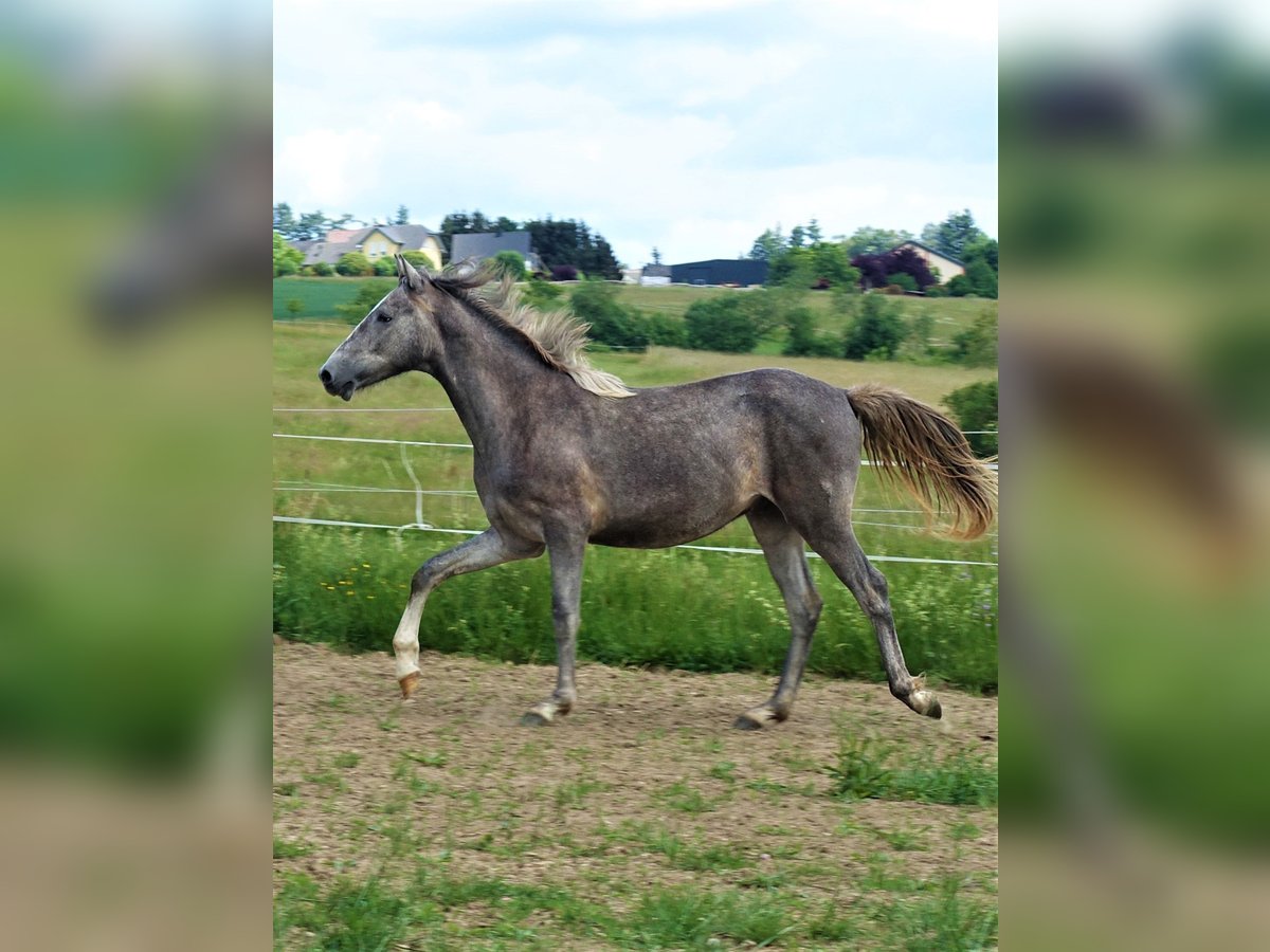 Berber Gelding 3 years 15,1 hh Gray in Heidenburg