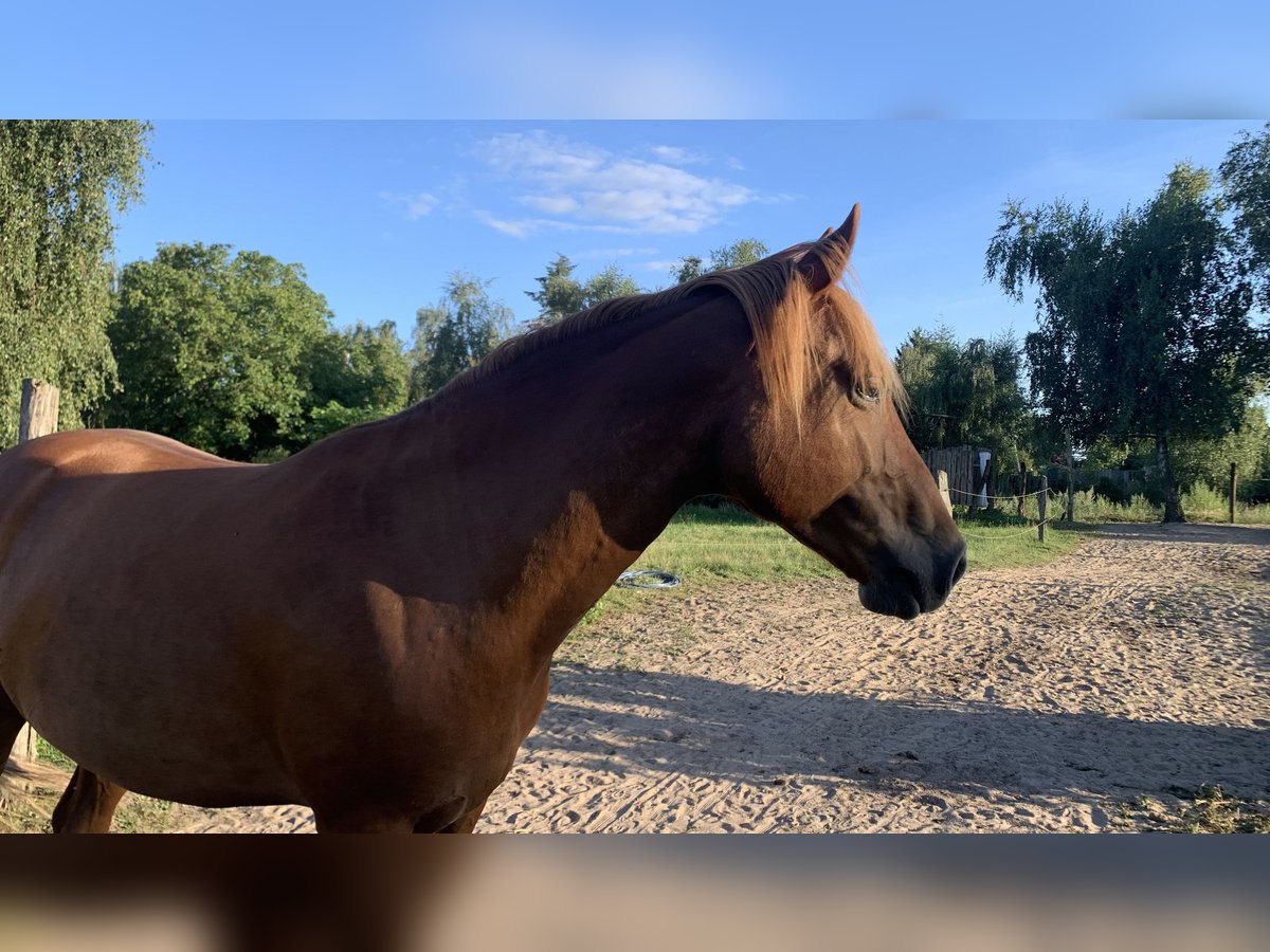 Berber Gelding 8 years 15,2 hh Chestnut-Red in Lindenberg