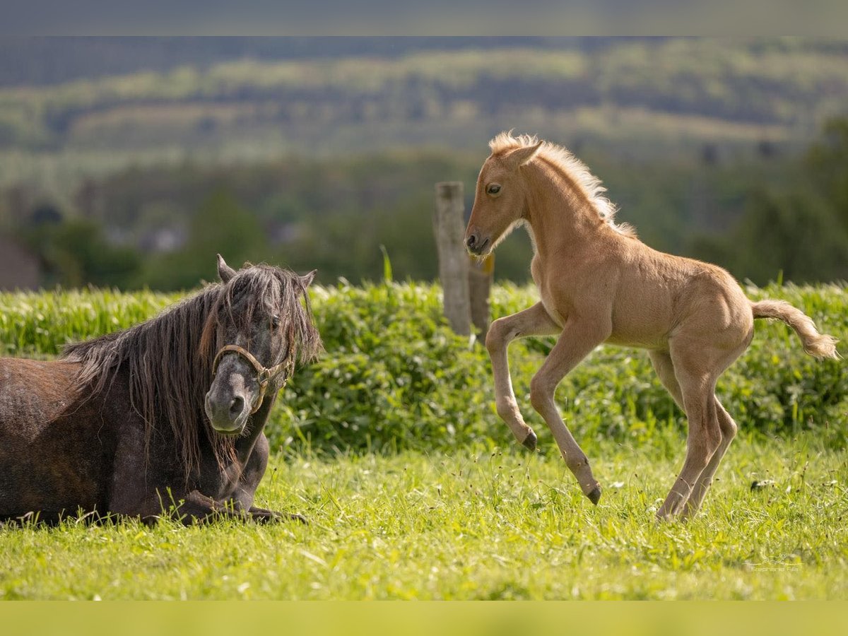 Berber Hengst 1 Jaar 154 cm Palomino in Langerwehe