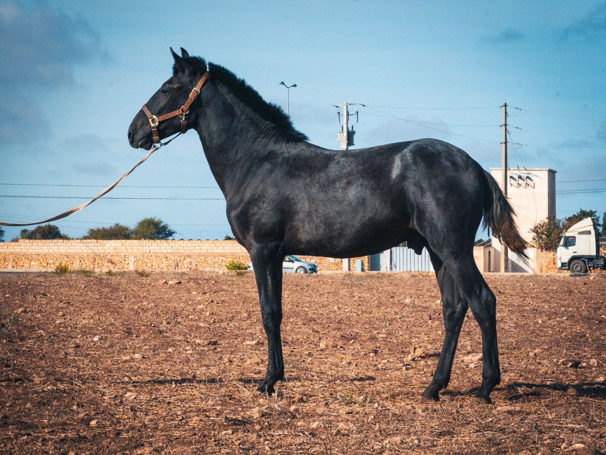 Berber Hengst 1 Jaar 159 cm Blauwschimmel in Casablanca