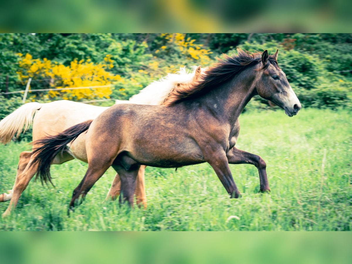 Berber Hengst 1 Jahr 154 cm Kann Schimmel werden in Langerwehe