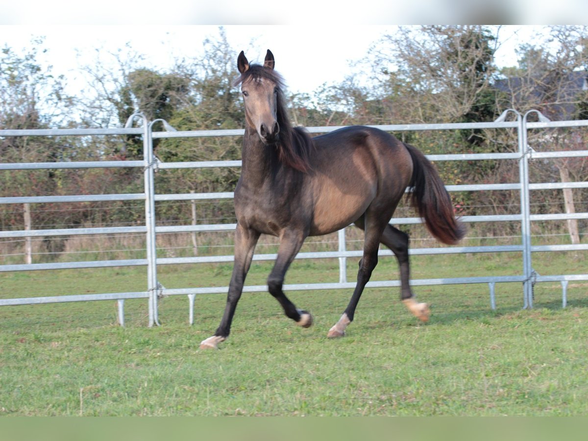 Berber Hengst 2 Jaar 152 cm Falbe in Savigny le Sec