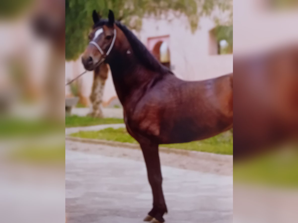 Berber Hengst 3 Jaar 155 cm Zwartbruin in Rutesheim