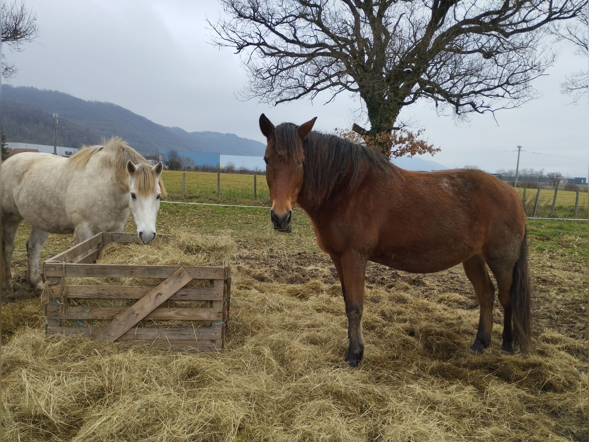 Berber Mare 19 years 14,2 hh Brown in Colombe