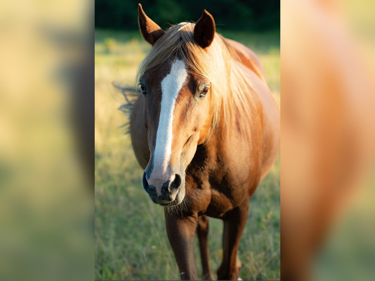 Berber Mare 21 years 14,2 hh Chestnut-Red in Eberswalde