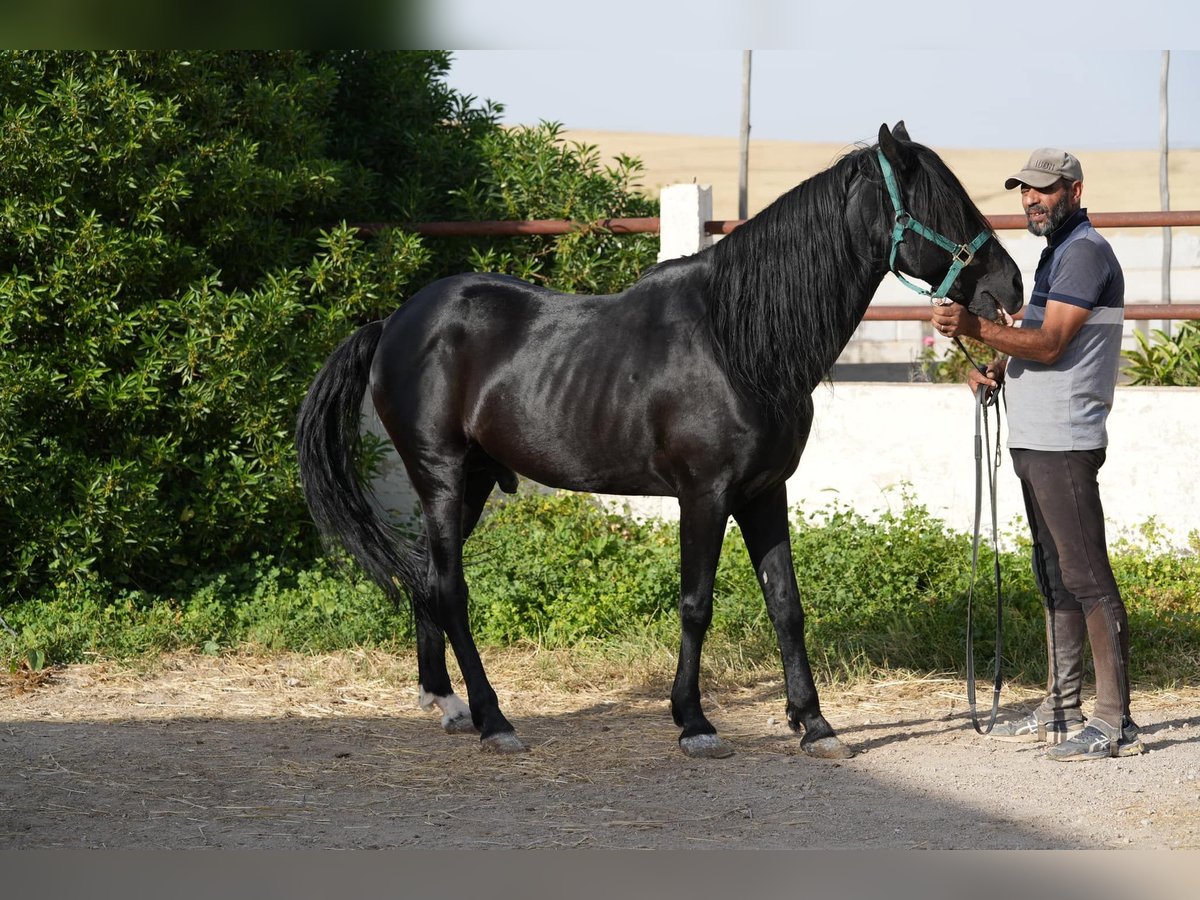 Berber Mare 2 years 15 hh in Marseille 15