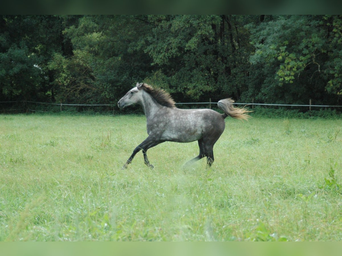 Berber Mare 2 years 15,1 hh Grey in Grafschaft
