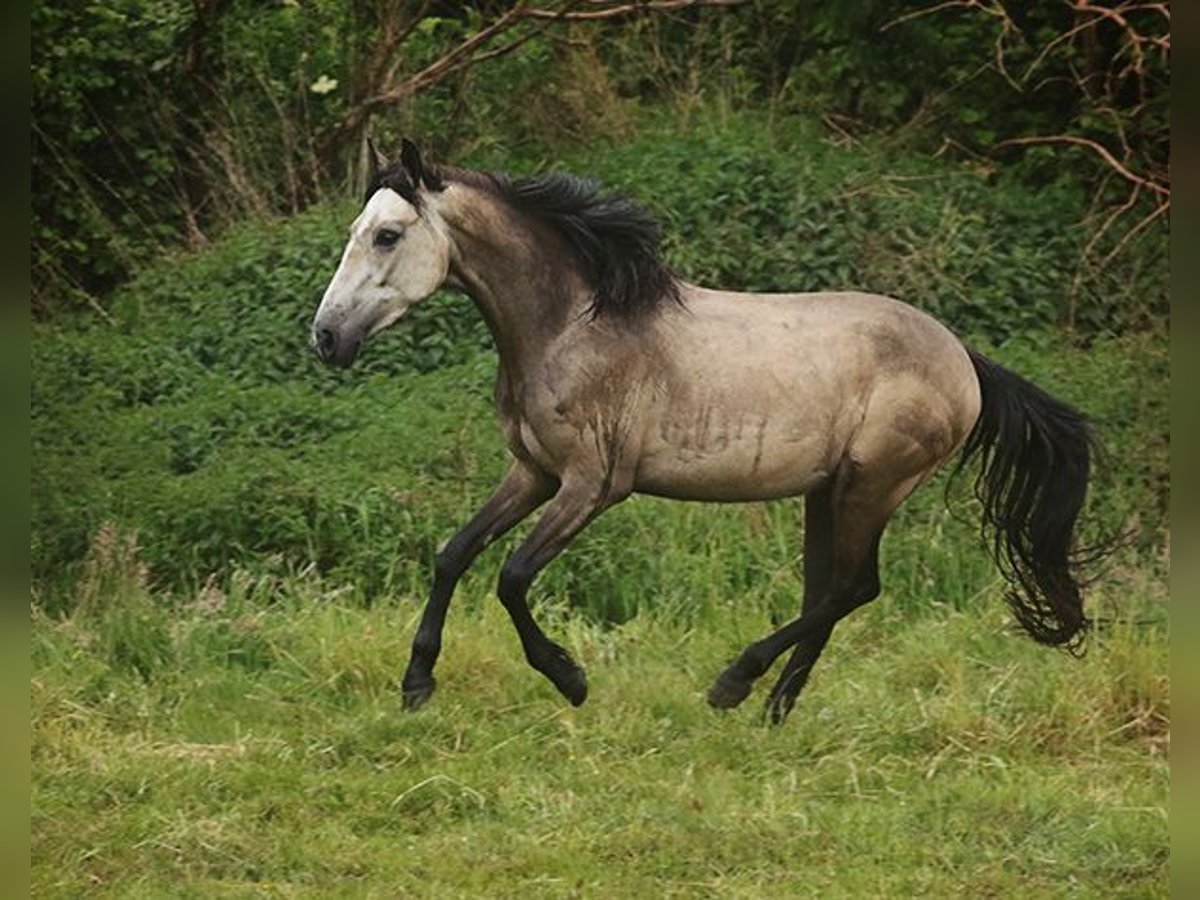 Berber Mare 3 years Buckskin in Harpstedt