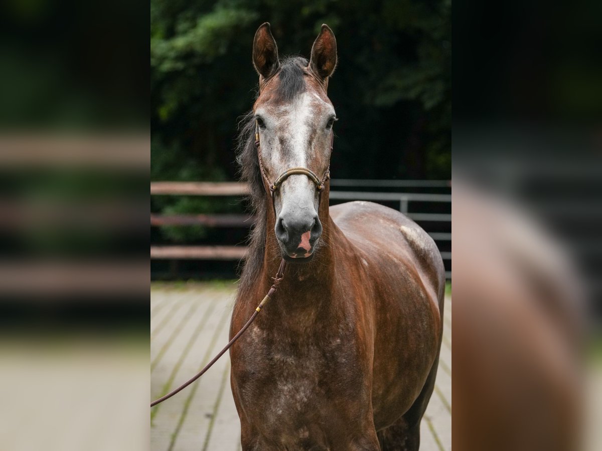 Berber Mare 4 years 15,1 hh Gray in Steinhagen