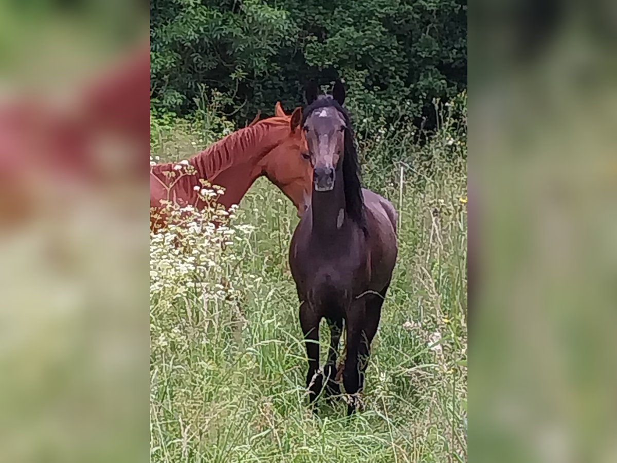 Berber Mare 4 years 15 hh Brown Falb mold in La Crèche