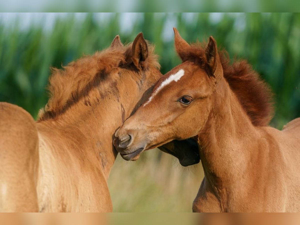 Berber Mare 4 years 15 hh Chestnut-Red in Langerwehe