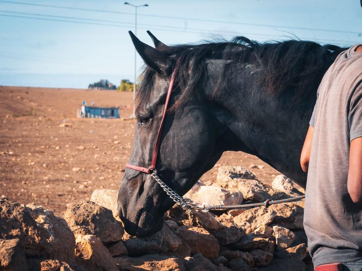 Berber Mare 5 years 15,1 hh Black in casablanca