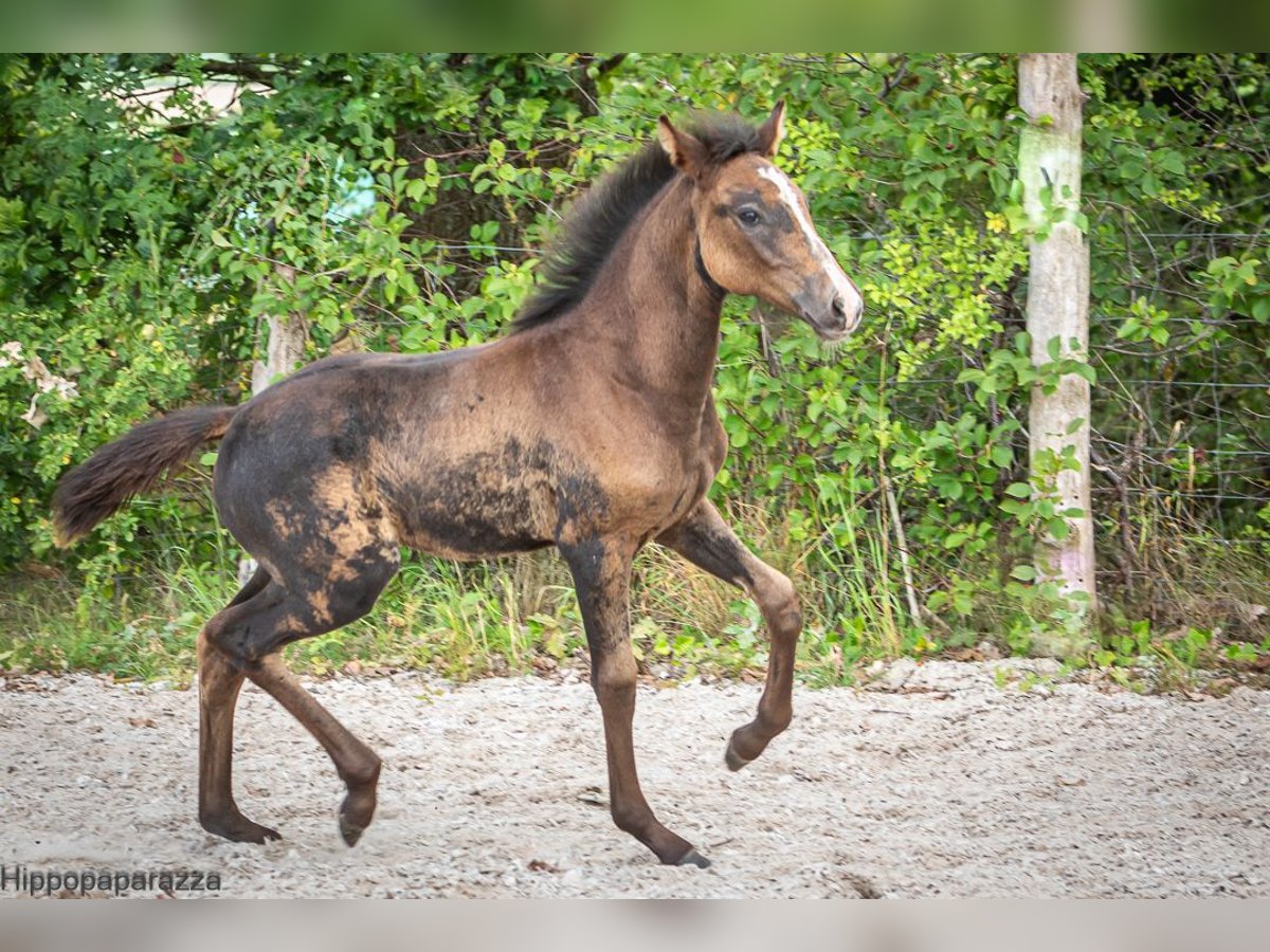 Berber Mare Foal (04/2024) in Löwenberger Land