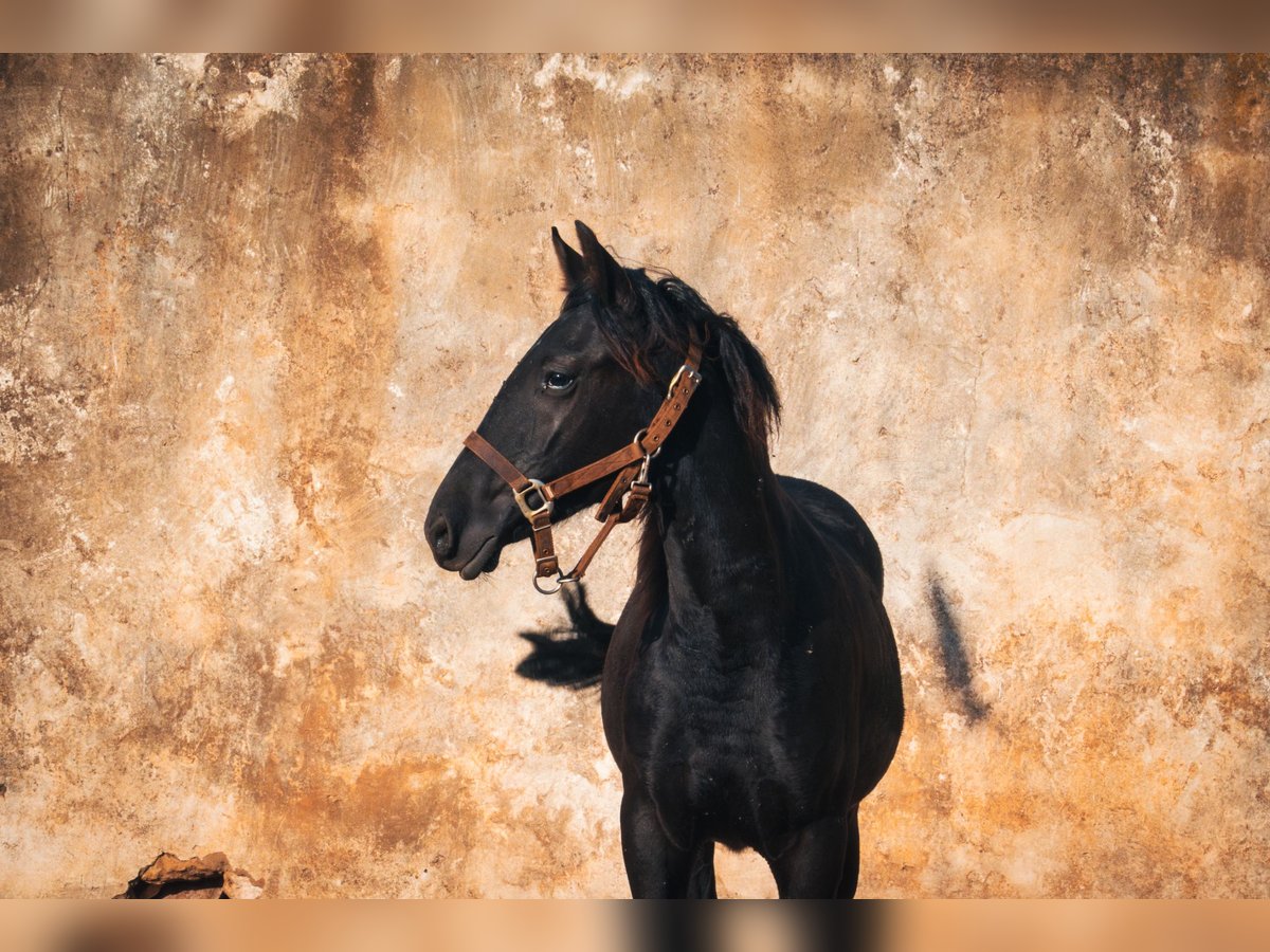 Berber Merrie 1 Jaar 156 cm Zwart in Casablanca