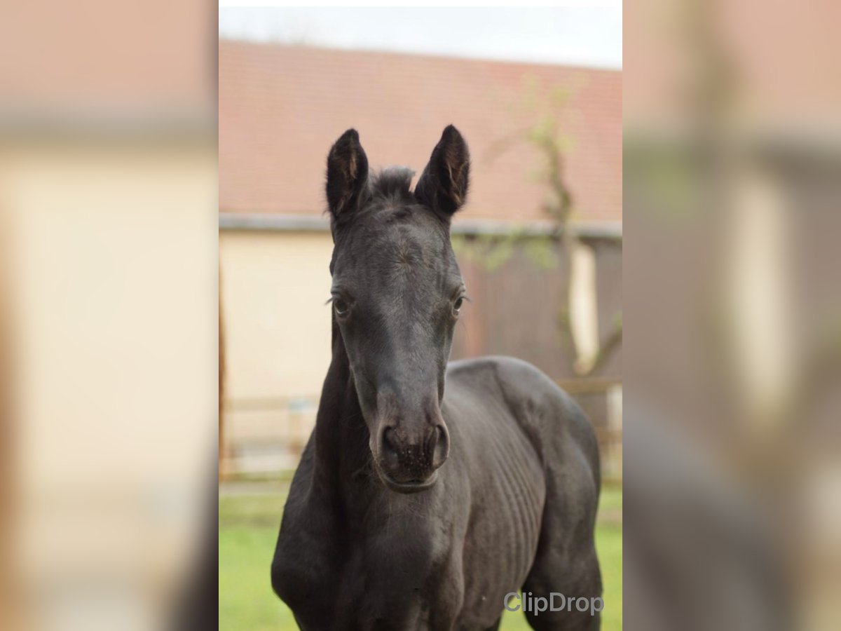 Berber Stallion 1 year 11,1 hh Black in Hückeswagen