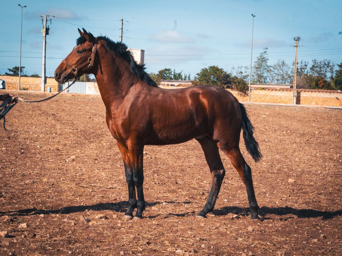 Berber Stallion 1 year 15,2 hh Brown-Light in casabalanca