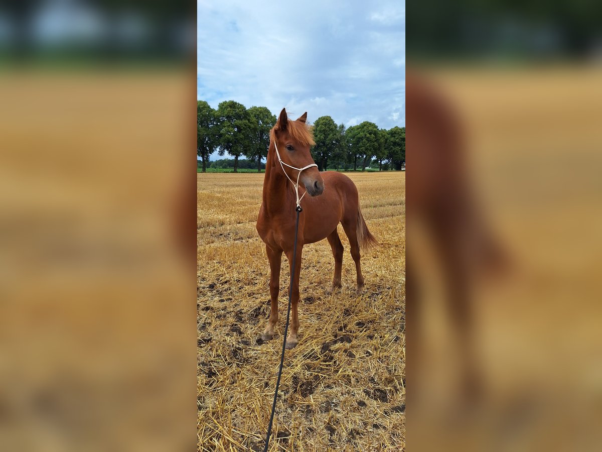 Berber Stallion 1 year 15,2 hh Chestnut-Red in Rosendahl