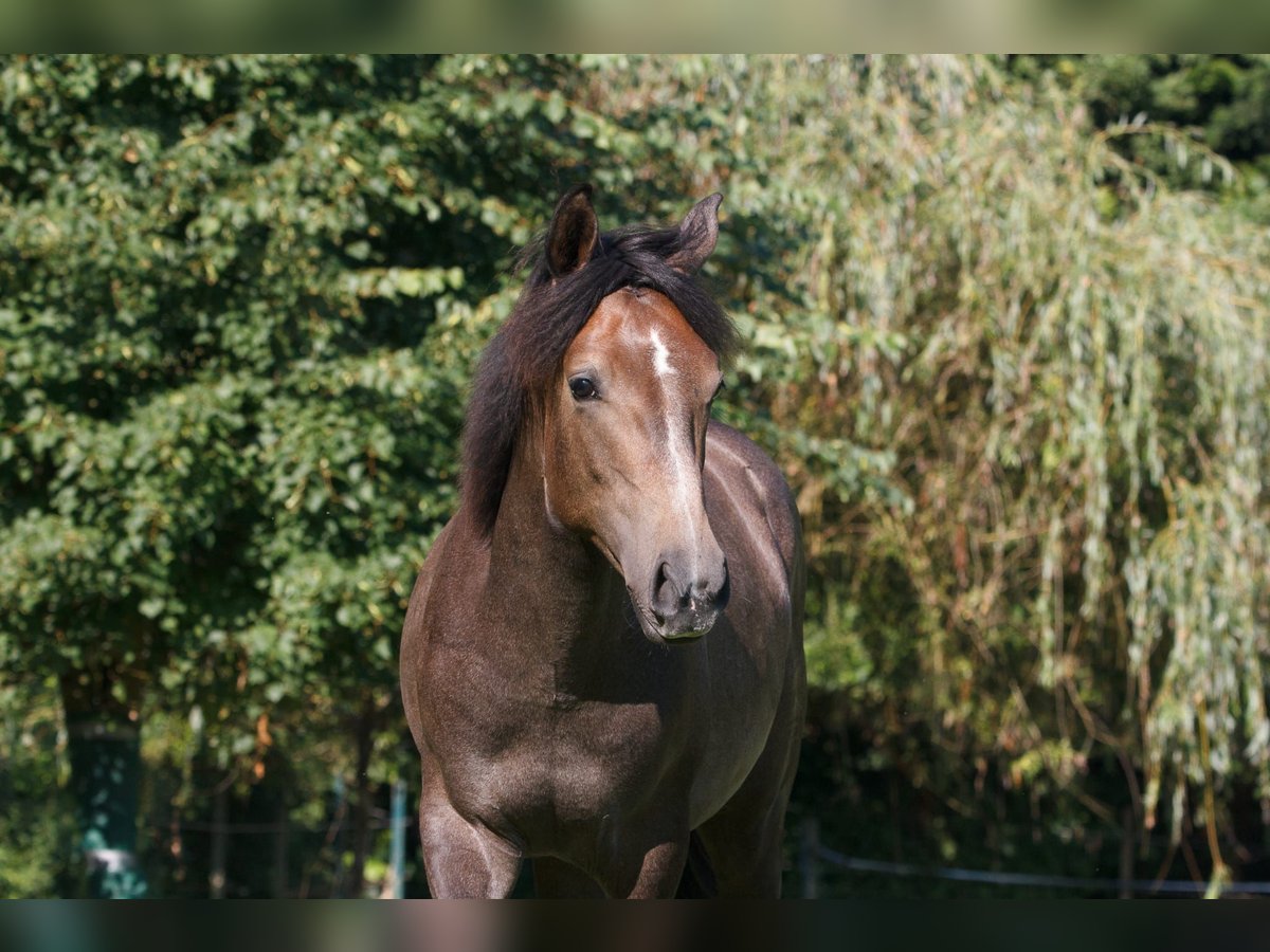 Berber Stallion 1 year Grey in Witten