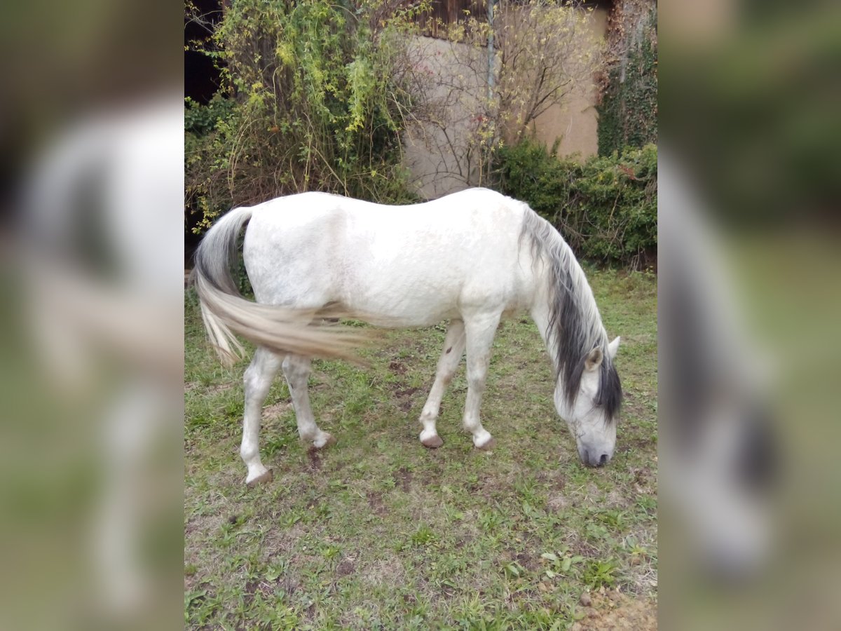 Berber Stallion 22 years 15 hh Gray in Merxheim