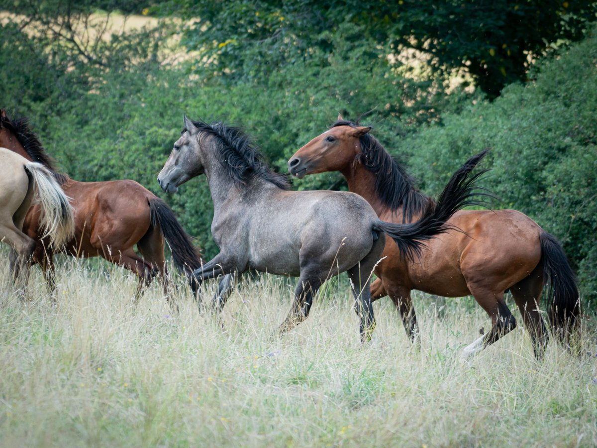 Berber Stallion 2 years 14,3 hh Gray-Fleabitten in Go&#xE9;