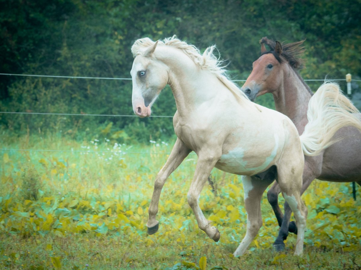 Berber Stallion 2 years 15,1 hh Sabino in Goé