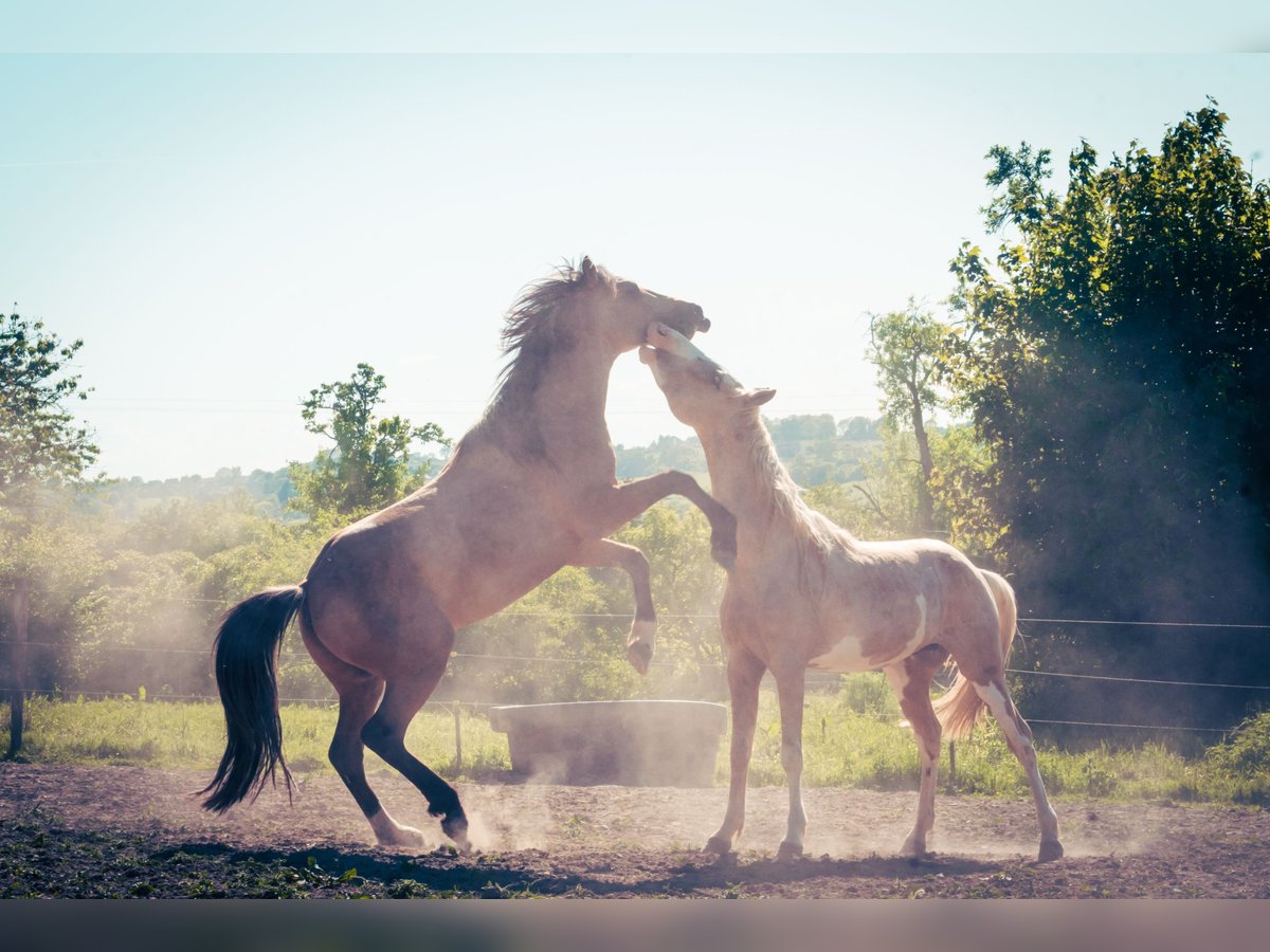 Berber Stallion 3 years 14,3 hh Buckskin in Go&#xE9;