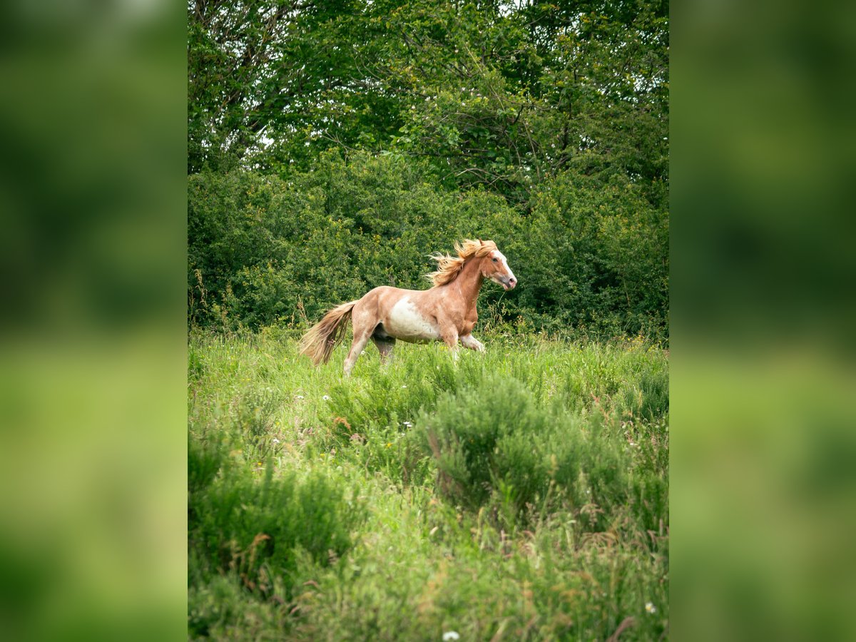 Berber Stallion 3 years 15 hh Sabino in Goe