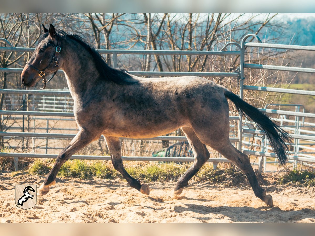 Berber Stallion 3 years 15,1 hh Roan-Blue in Goe