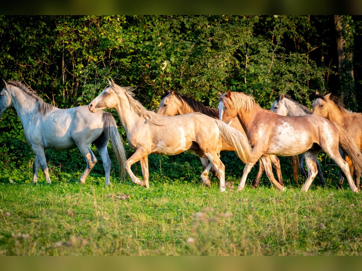 Berber Stallion 4 years 14,3 hh in goe