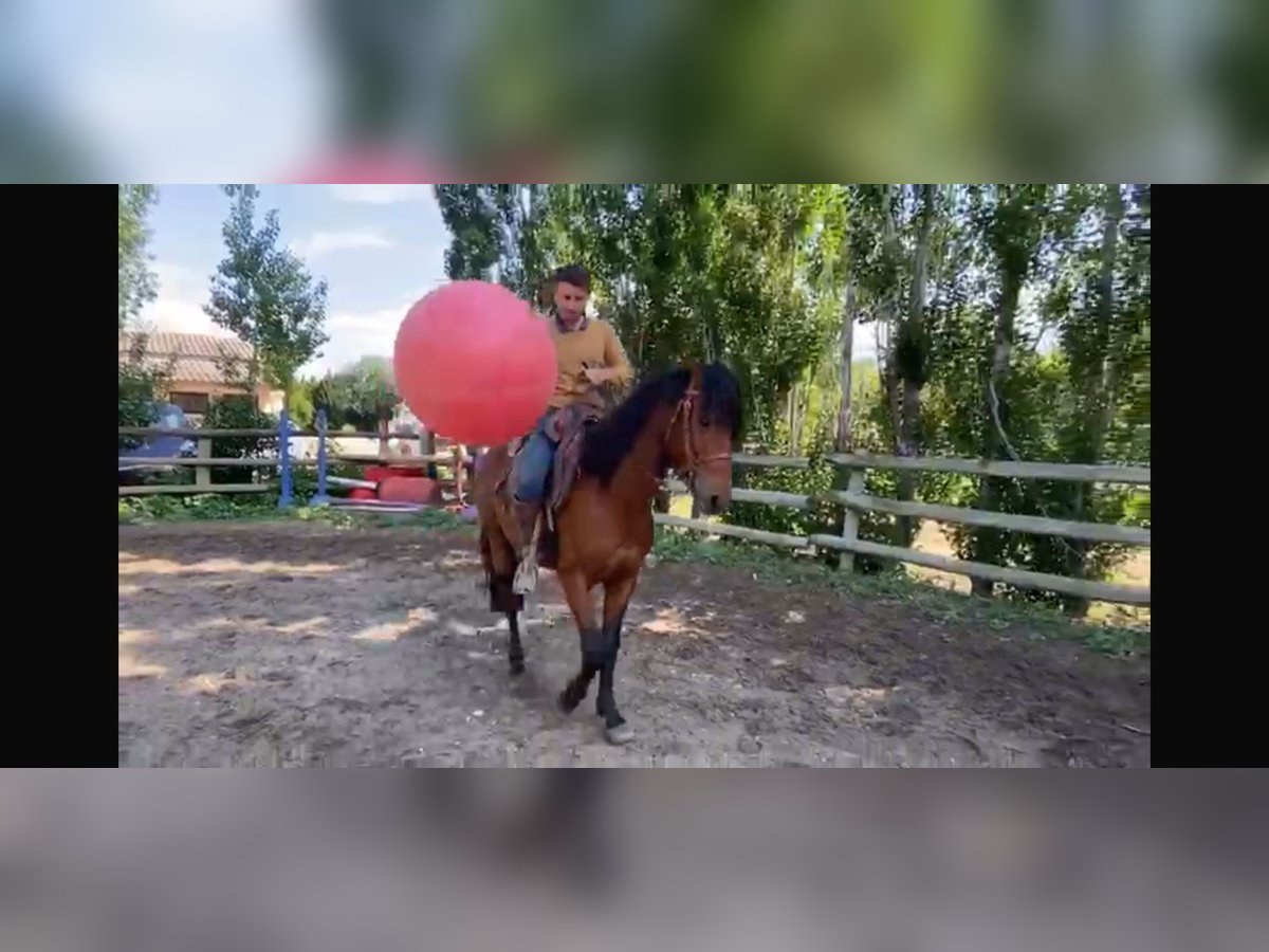 Berber Stallion 4 years 14,3 hh Brown in goe