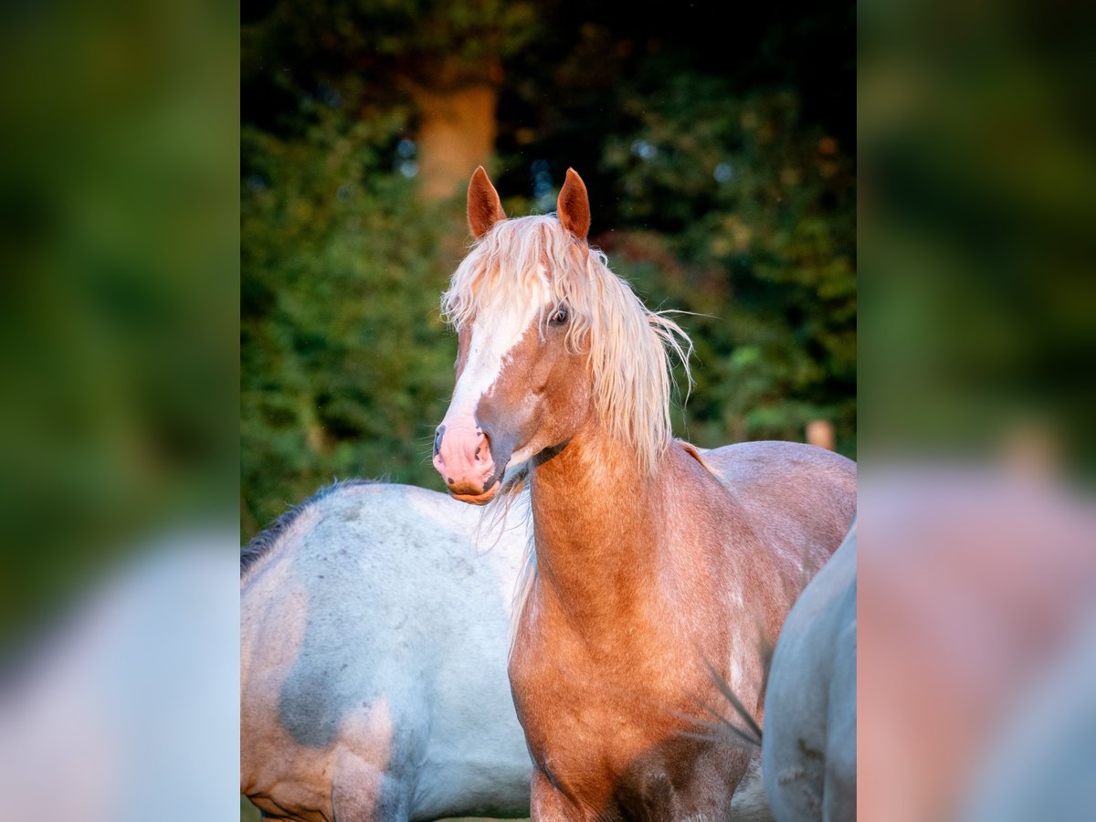 Berber Stallion 4 years 15 hh Sabino in Goe