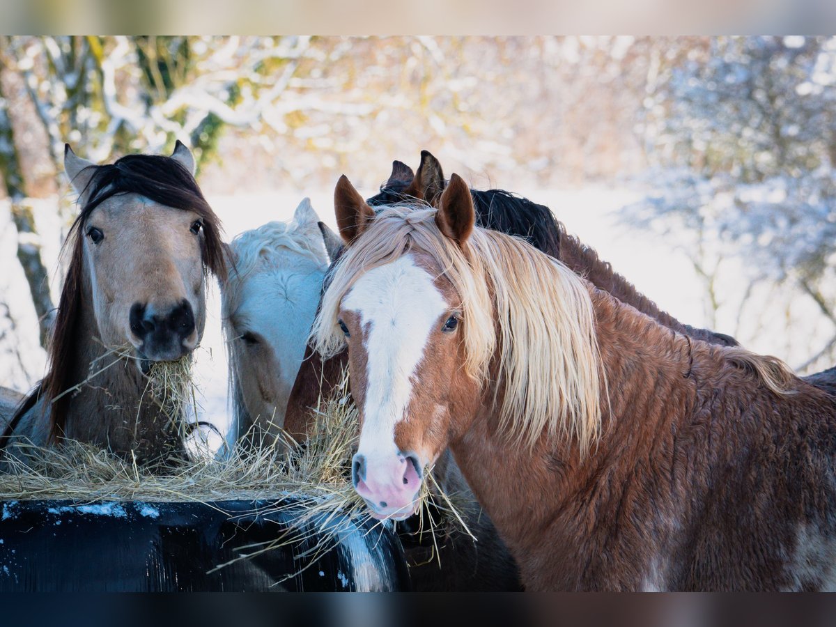 Berber Stallion 4 years 15 hh Sabino in Goe