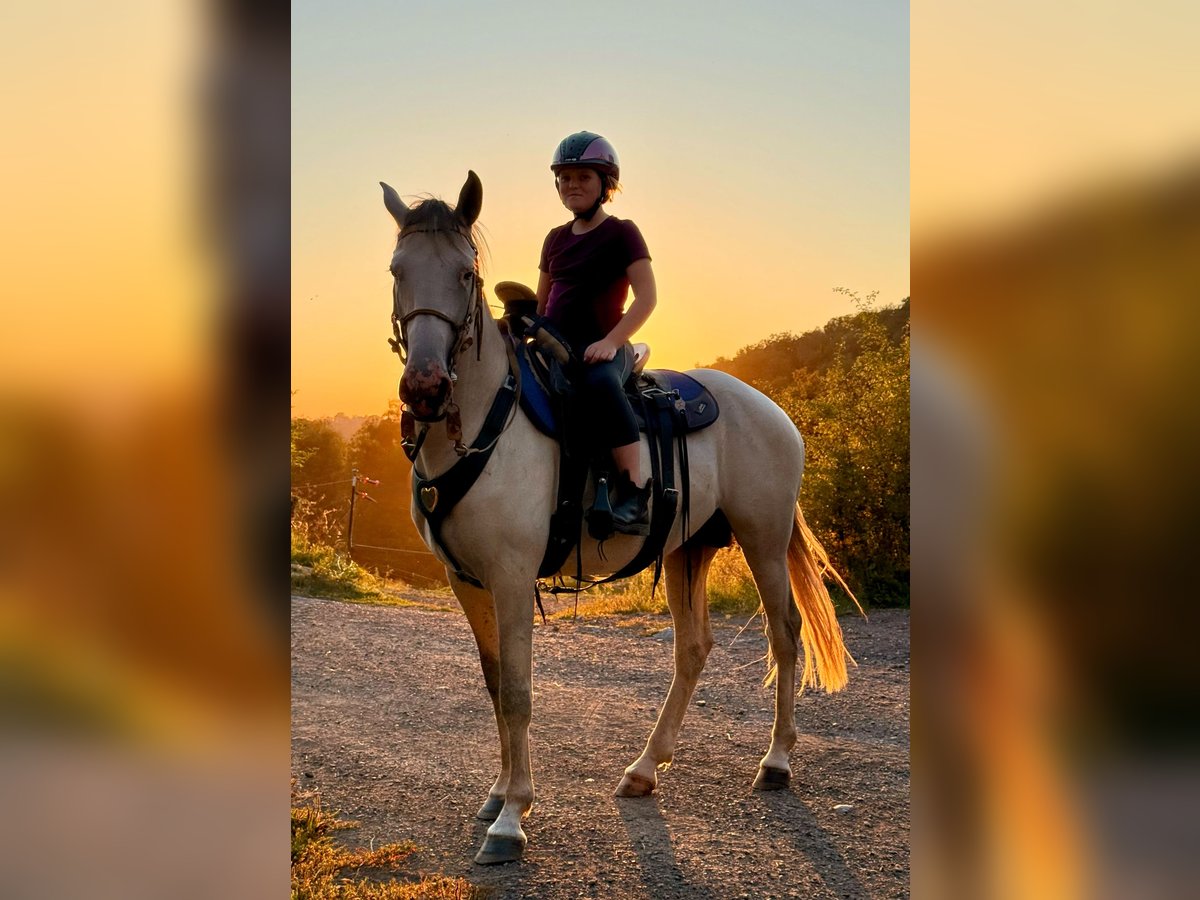 Berber Stallion 5 years 15,2 hh Brown Falb mold in goe Berber Stallion 5 years 15,2 hh Brown Falb mold in goe