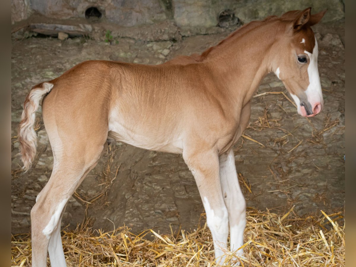Berber Stallion Foal (07/2025) 15 hh Can be white in Langerwehe