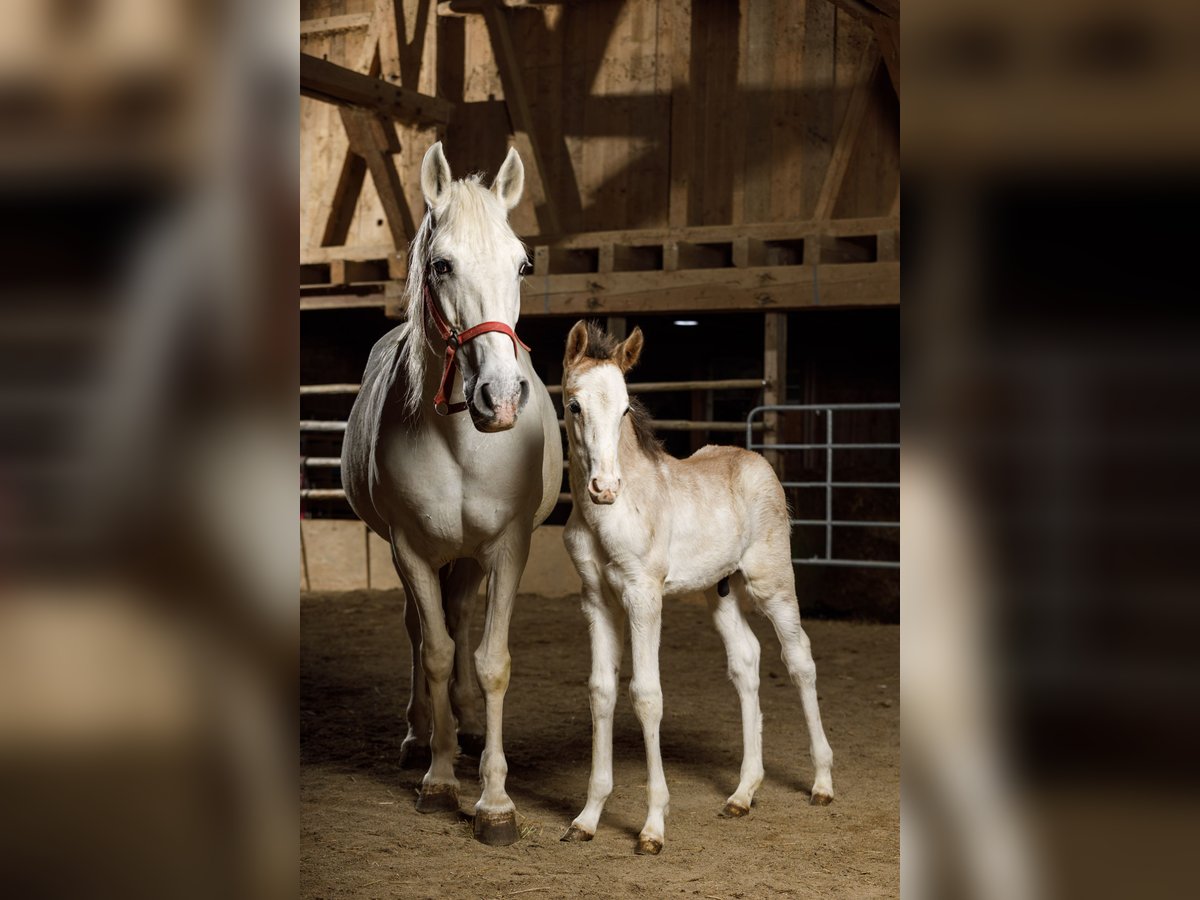Berber Stallion  15,1 hh Brown Falb mold in Hohenstein Bernloch