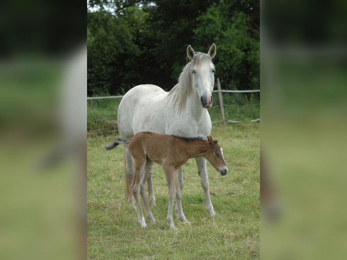 Berber Stute 2 Jahre 151 cm Brauner in Grafschaft