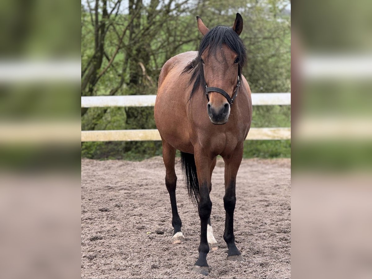 Berber Stute 6 Jahre 155 cm Brauner in Wuppertal