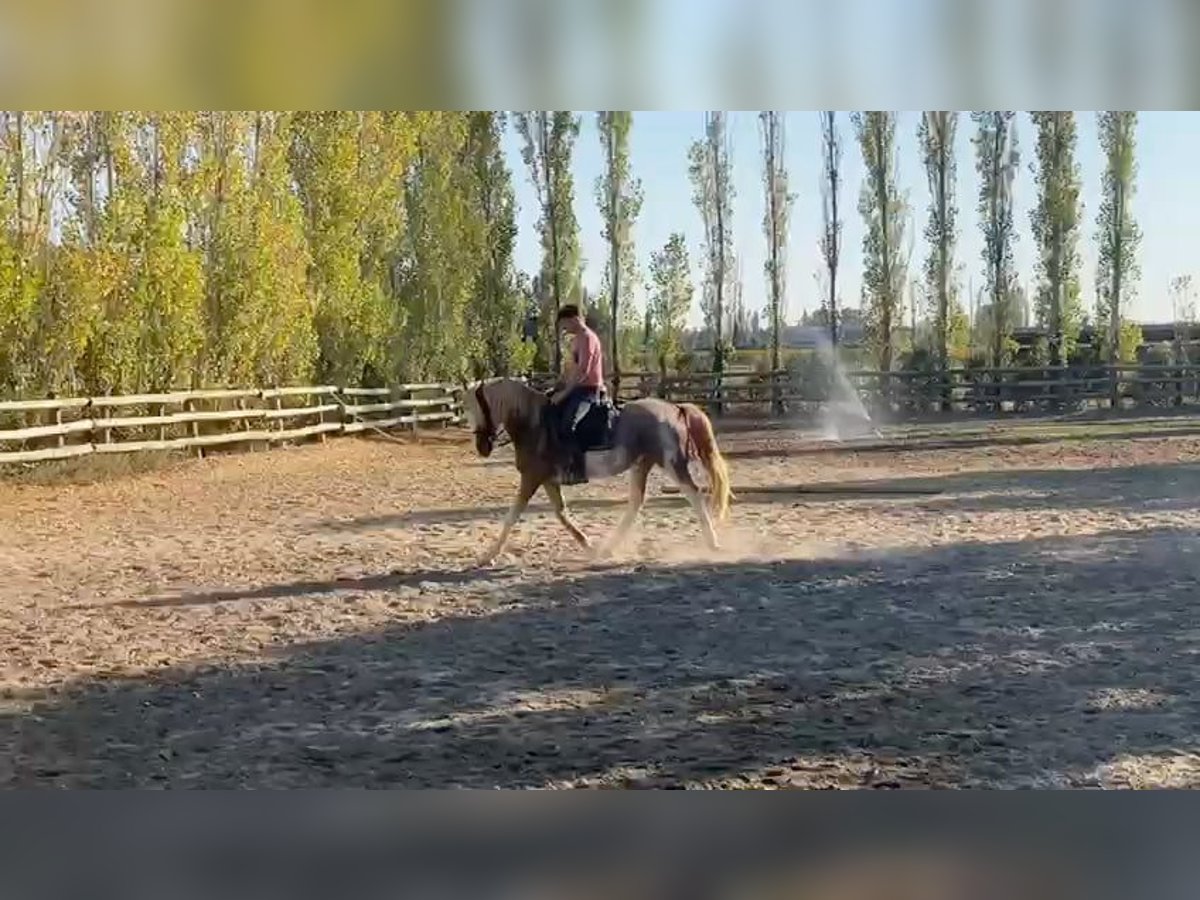 Berber Wallach 4 Jahre 154 cm Sabino in Goe