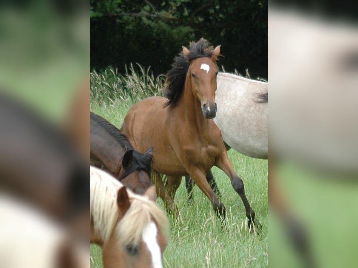 Berbère Jument 2 Ans Bai in Grafschaft