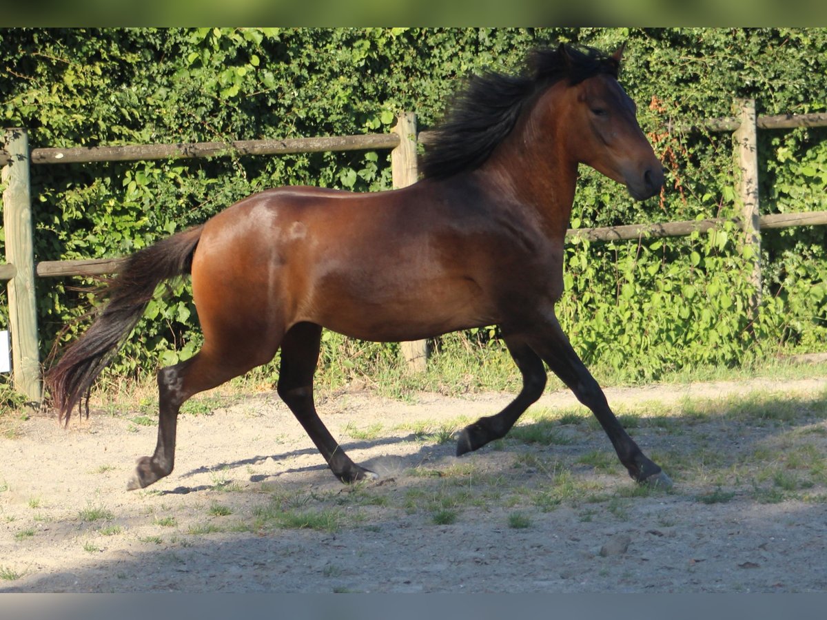 Berbero Castrone 3 Anni 150 cm Baio in Sippenaeken