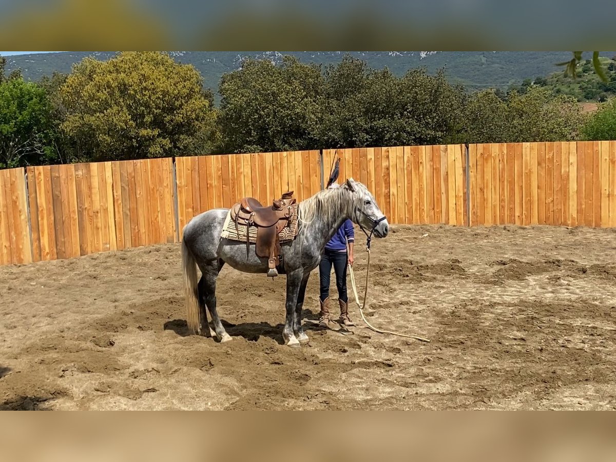 Berbero Mix Castrone 7 Anni 152 cm Grigio pezzato in Zerf