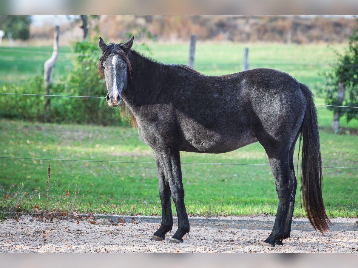 Berbero Giumenta 2 Anni Grigio ferro in L&#xF6;wenberger Land