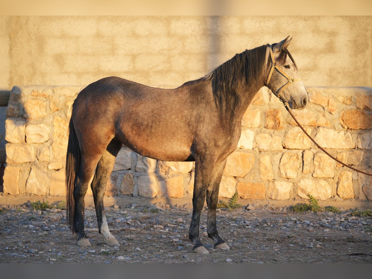 Berbero Giumenta 3 Anni 154 cm in Marseille 15