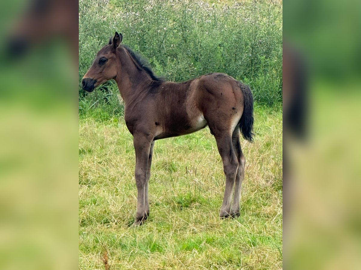 Berbero Stallone 1 Anno 115 cm Morello in Hückeswagen