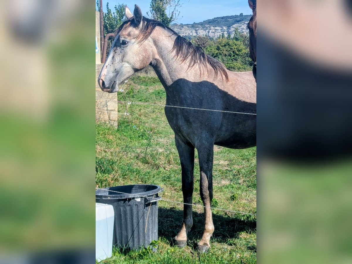 Berbero Stallone 1 Anno 150 cm Grigio in Theziers