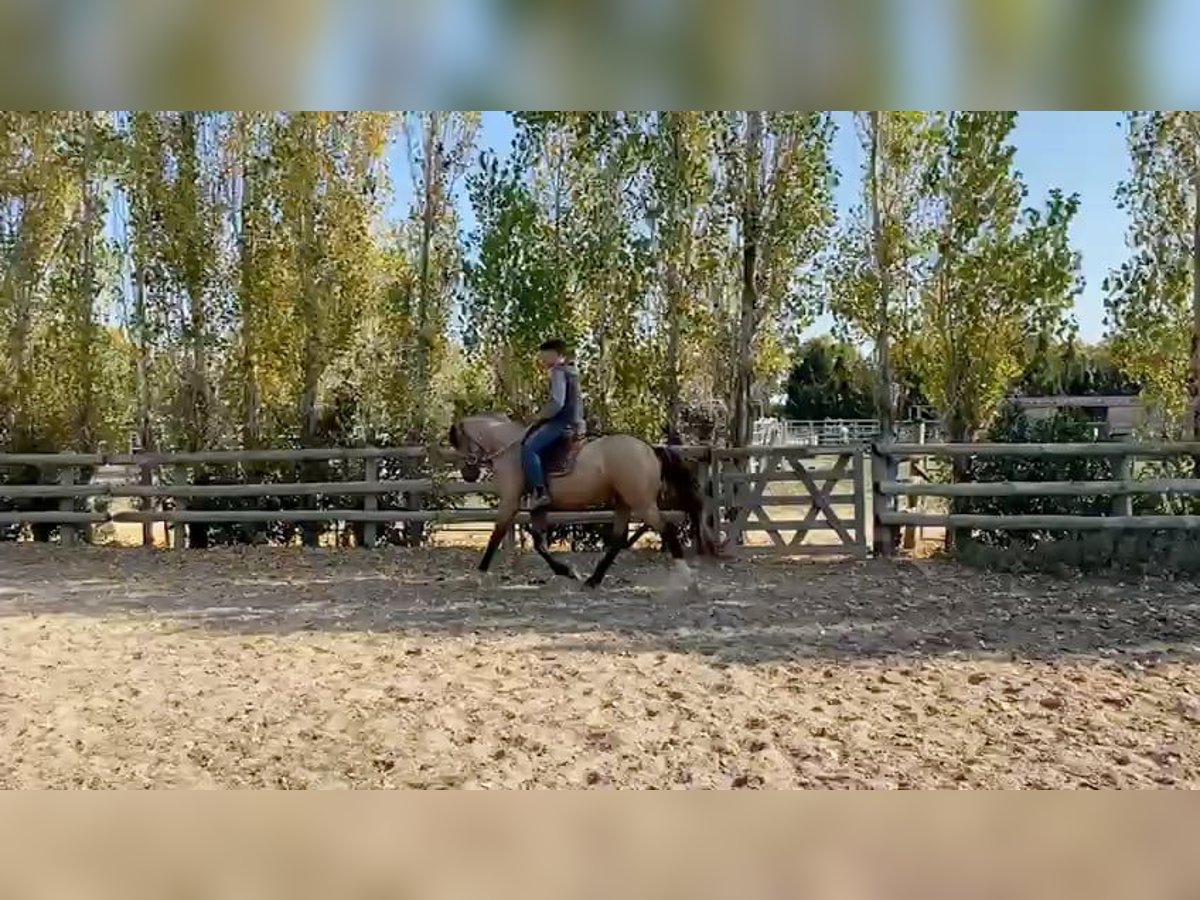 Bereber Semental 3 años 152 cm Buckskin/Bayo in Go&#xE9;