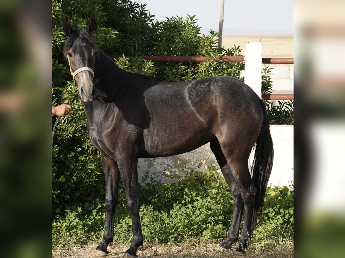 Bereber Yegua 2 años 155 cm in Souk Ahras Rp